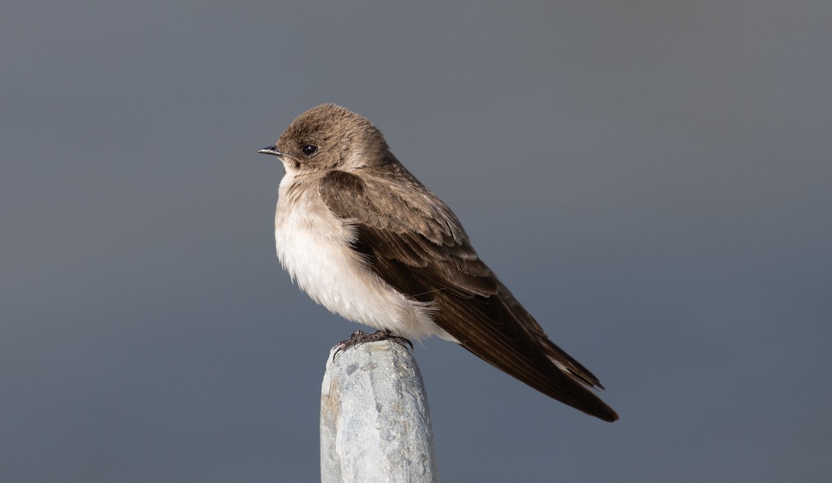 Northern Rough-winged Swallow - ML618679783