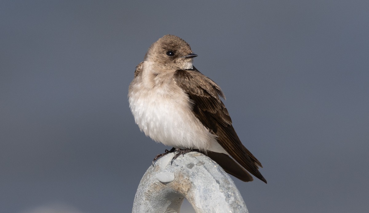 Northern Rough-winged Swallow - ML618679784