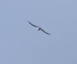 Swallow-tailed Kite - ML618679787