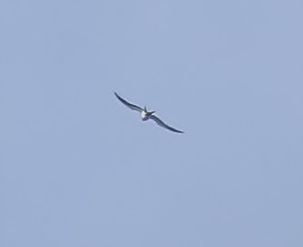 Swallow-tailed Kite - ML618679788
