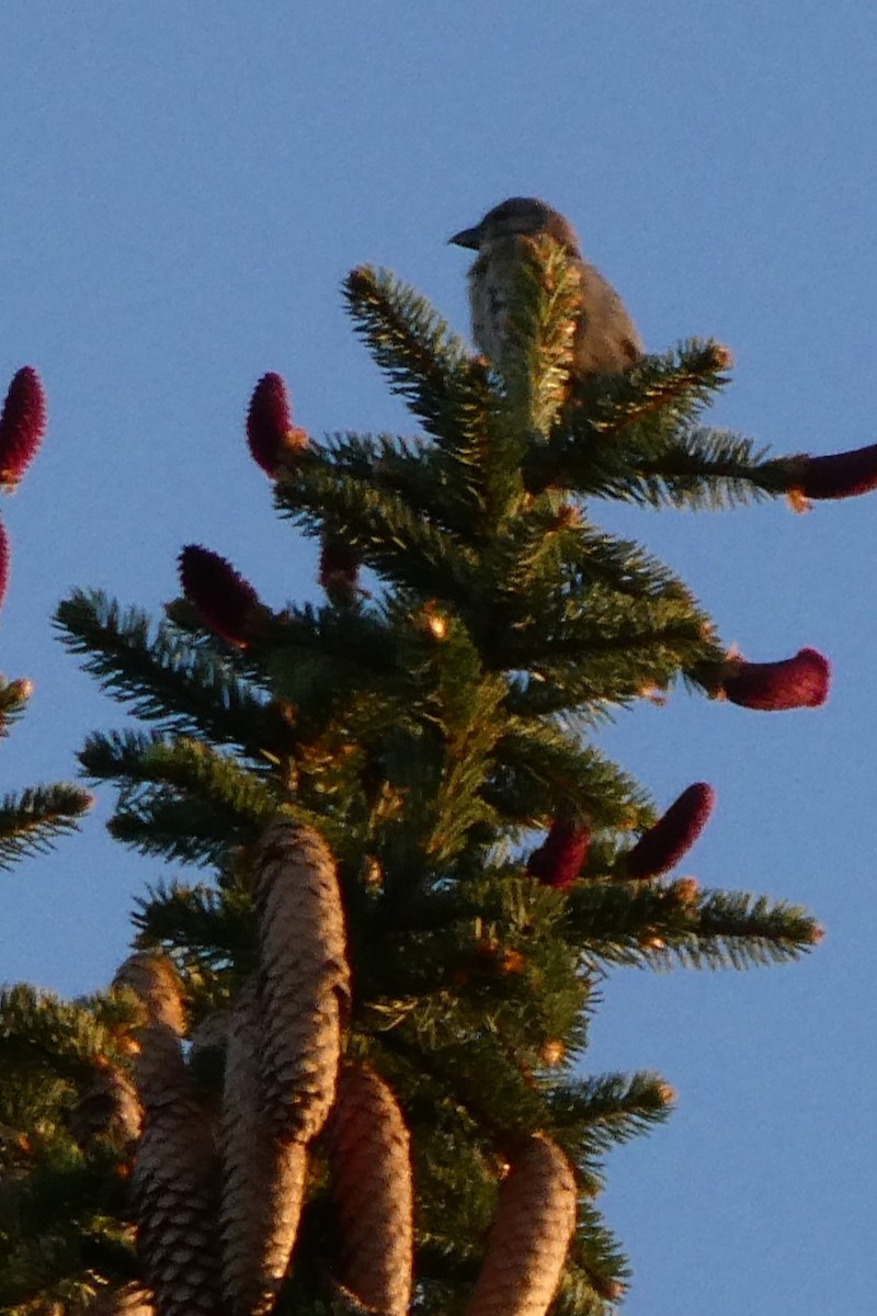 Red Crossbill (Ponderosa Pine or type 2) - K K