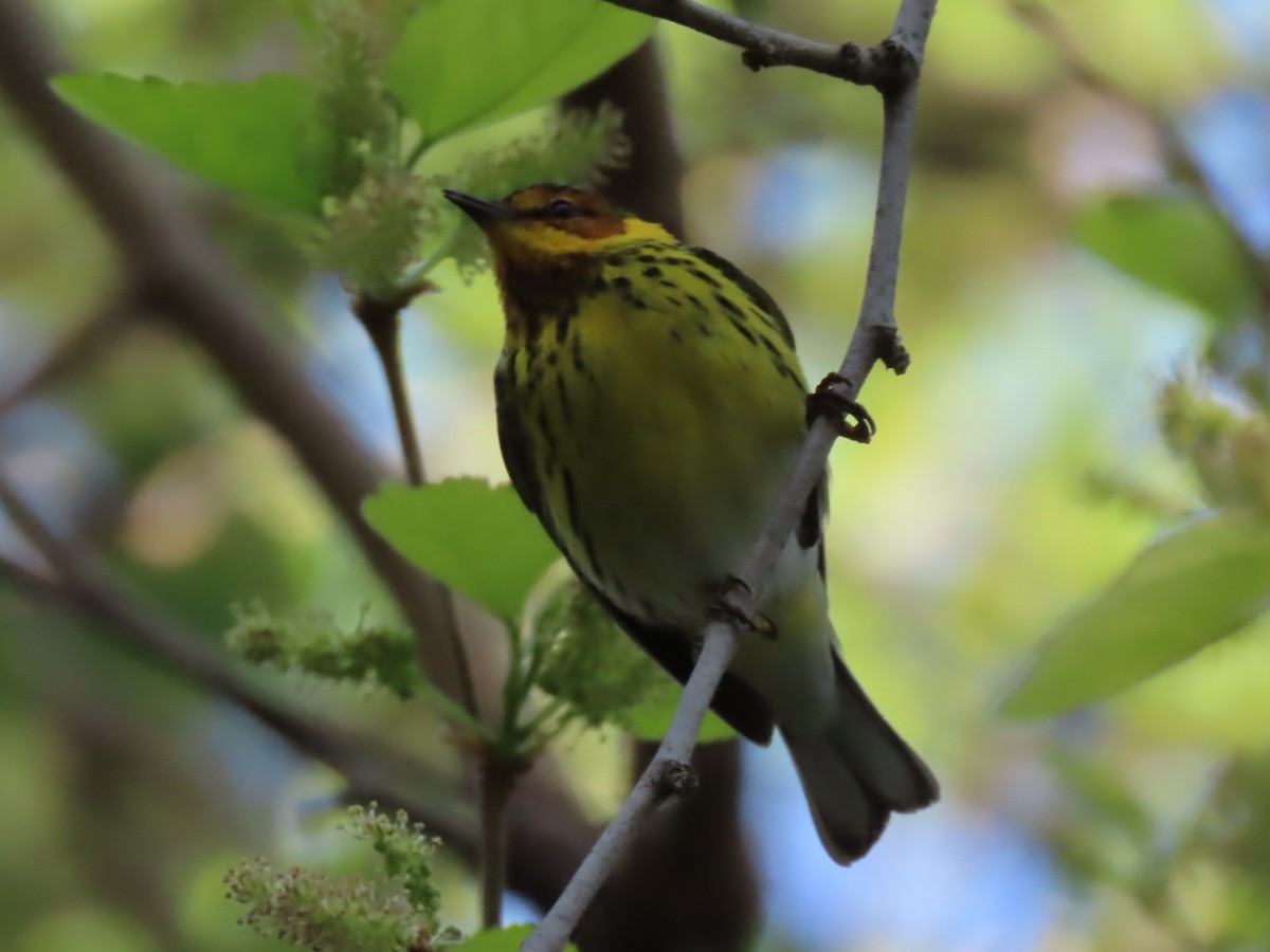 Cape May Warbler - ML618679880