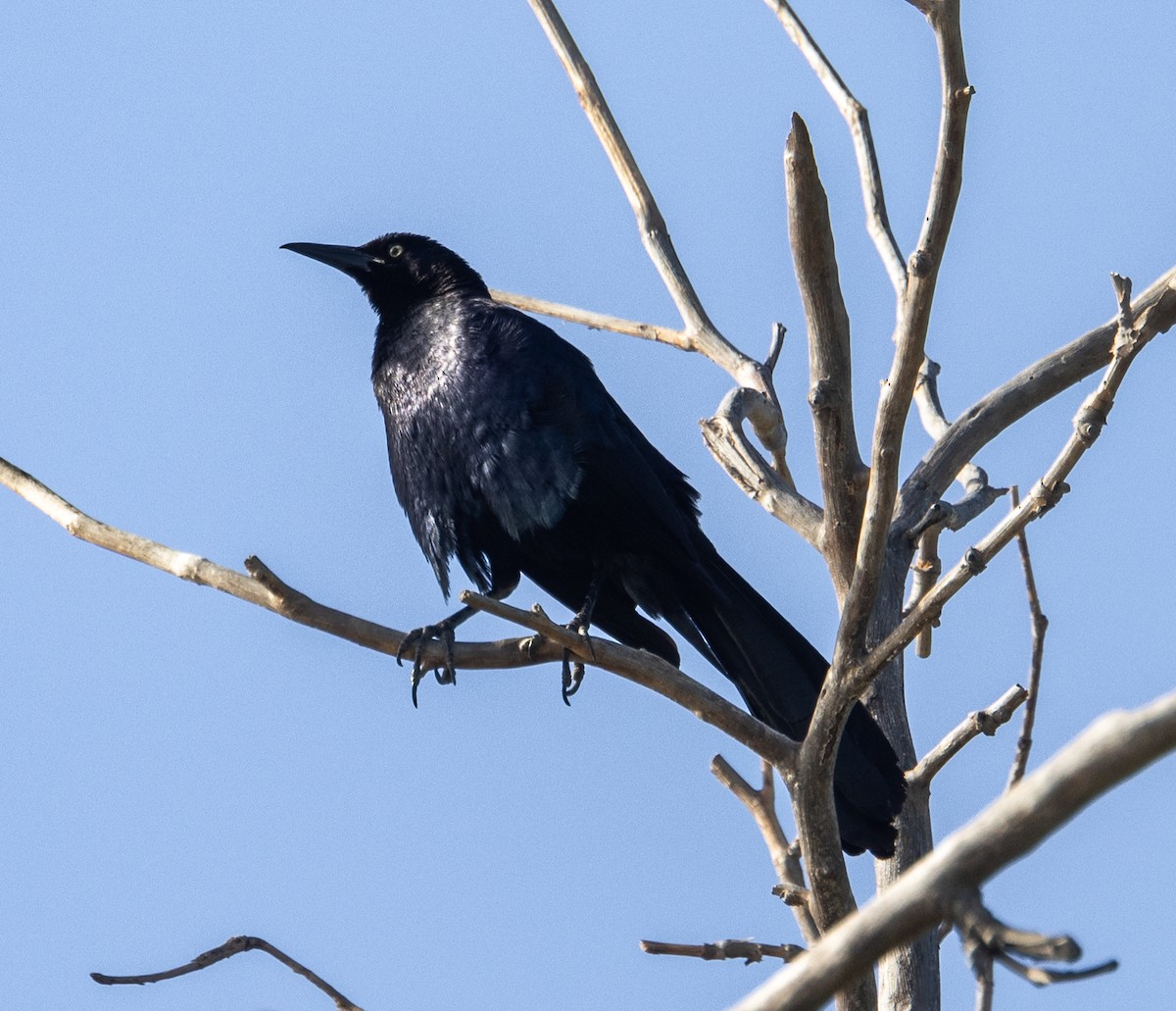 Great-tailed Grackle - ML618679887