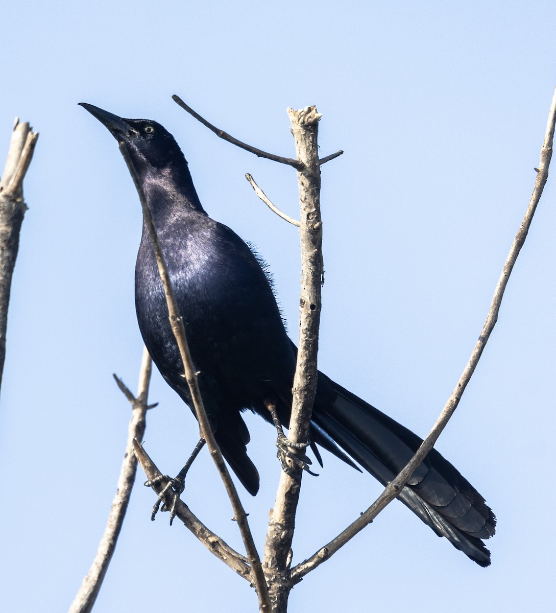 Great-tailed Grackle - ML618679889