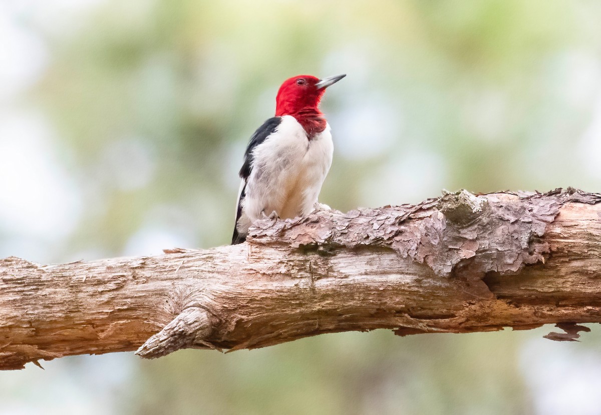 Red-headed Woodpecker - ML618679896