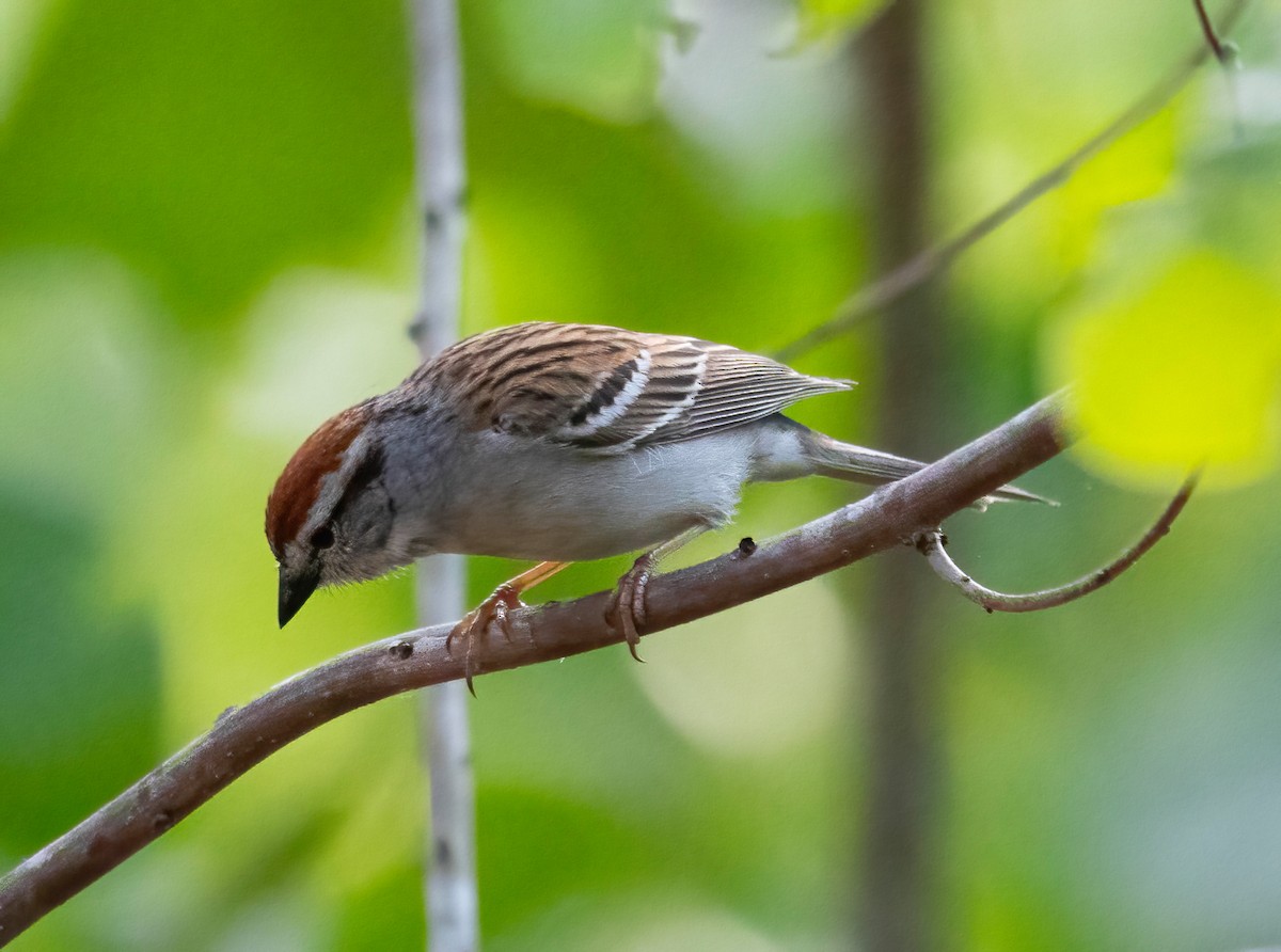 Chipping Sparrow - ML618679950