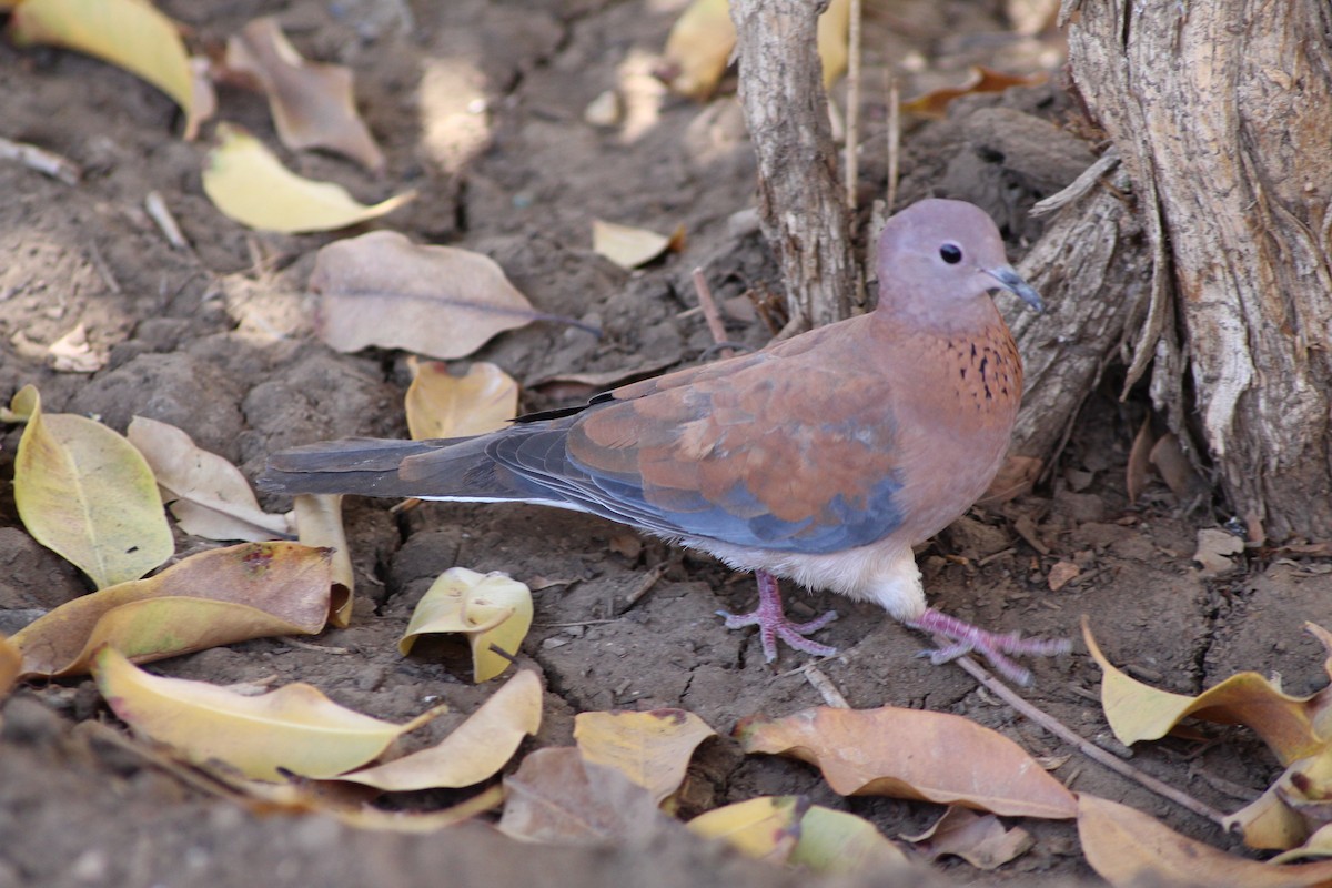 Laughing Dove - ML618680064