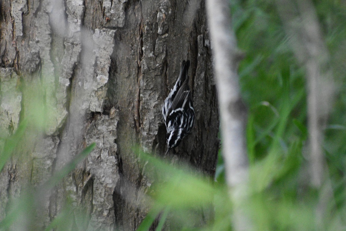 Black-and-white Warbler - ML618680082
