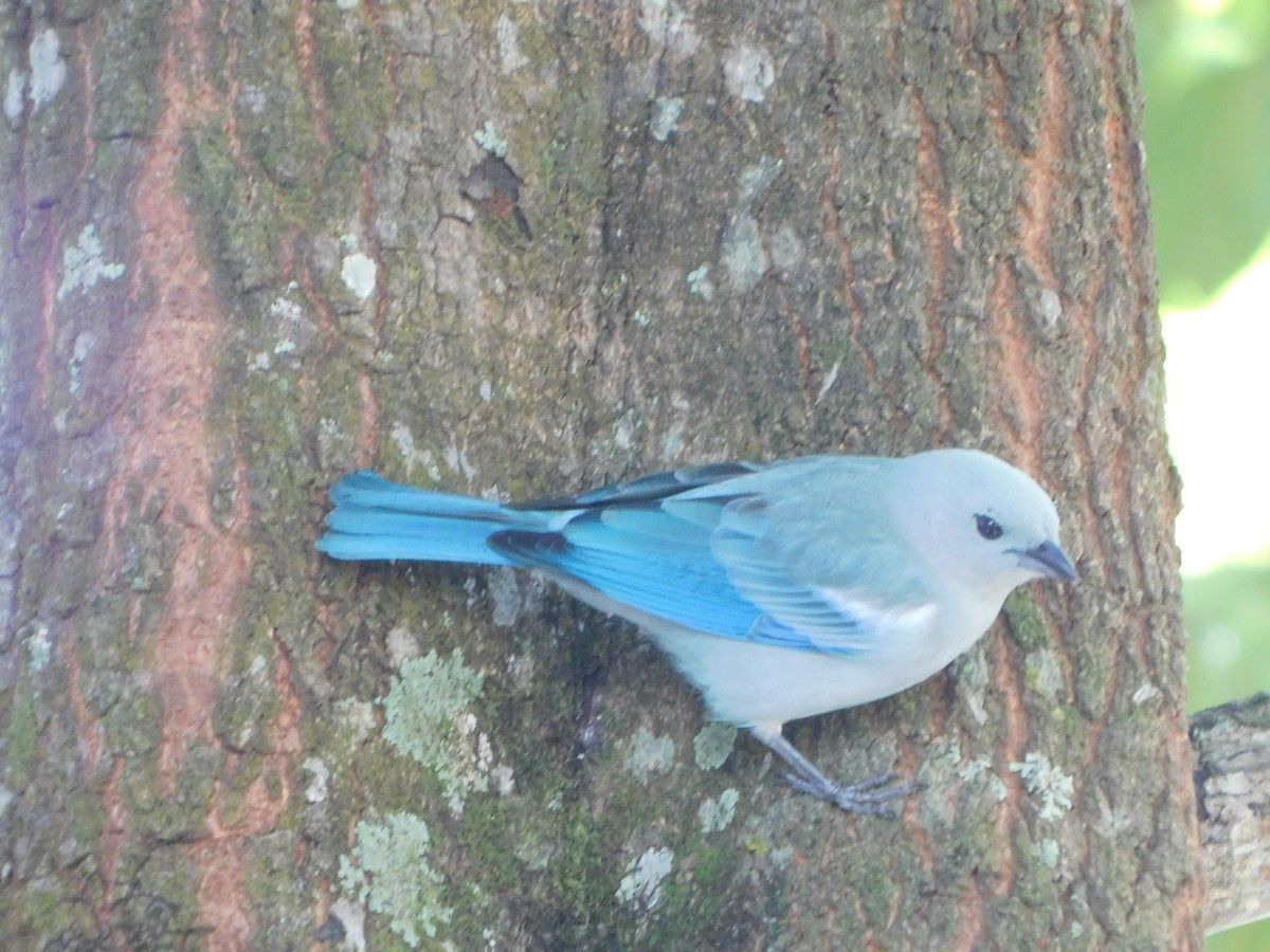 Blue-gray Tanager - ML618680084