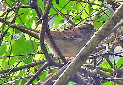White-throated Sparrow - ML618680099