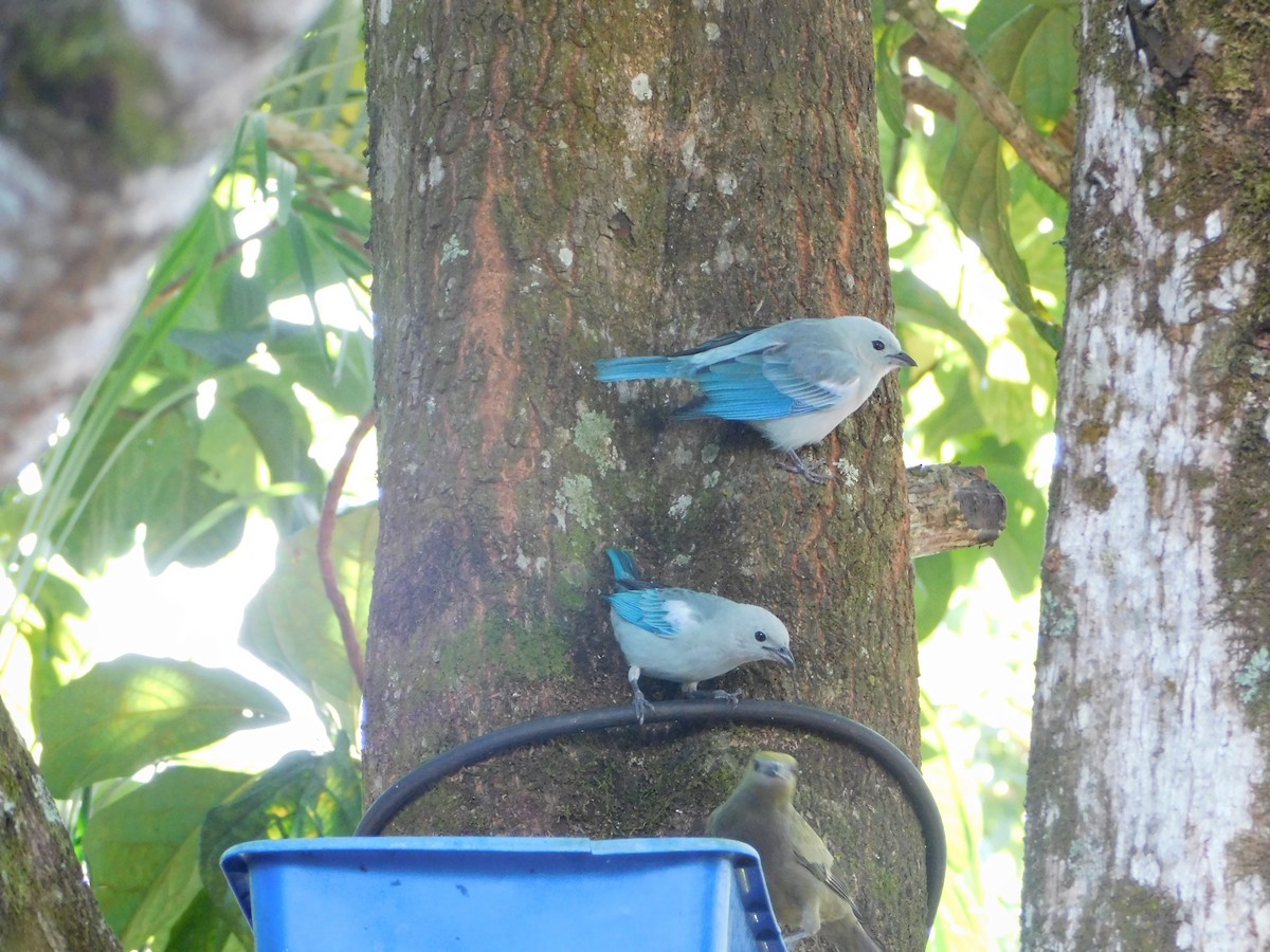 Blue-gray Tanager - ML618680127