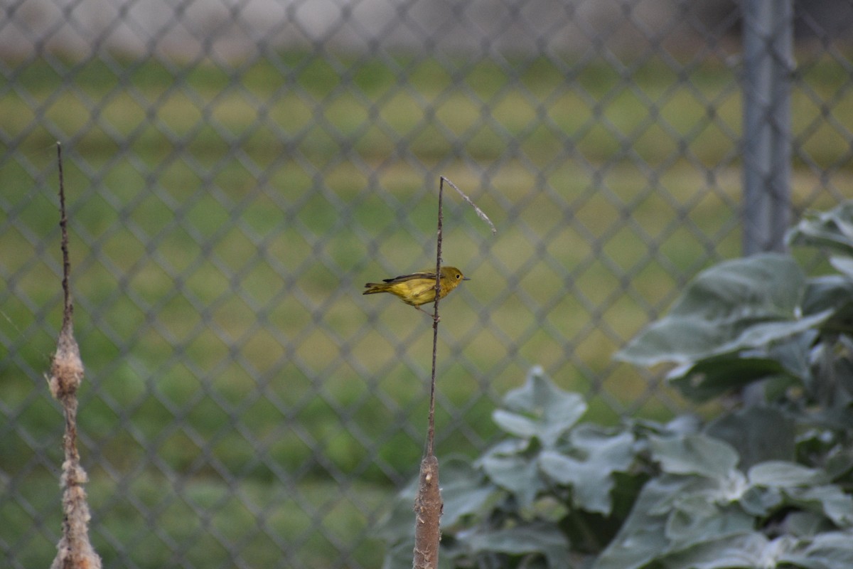 Yellow Warbler - ML618680142