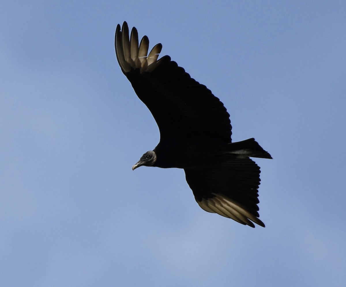 Black Vulture - ML618680144