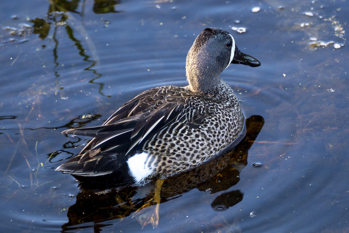 Blue-winged Teal - ML618680152