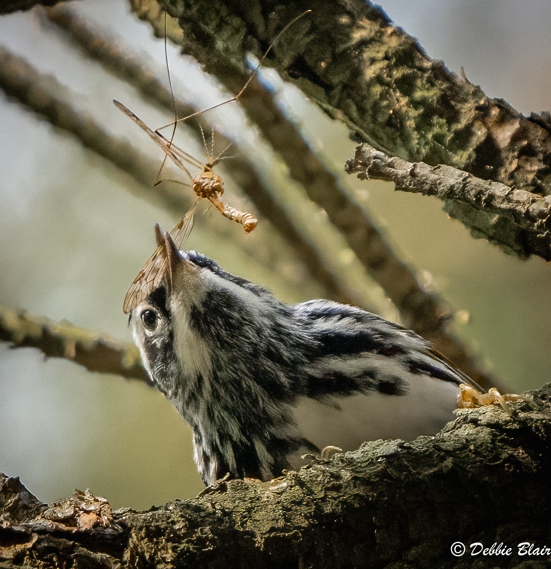 Black-and-white Warbler - ML618680161