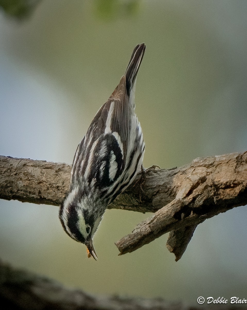 Black-and-white Warbler - ML618680168