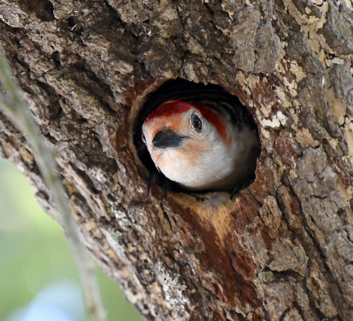 Red-bellied Woodpecker - ML618680172