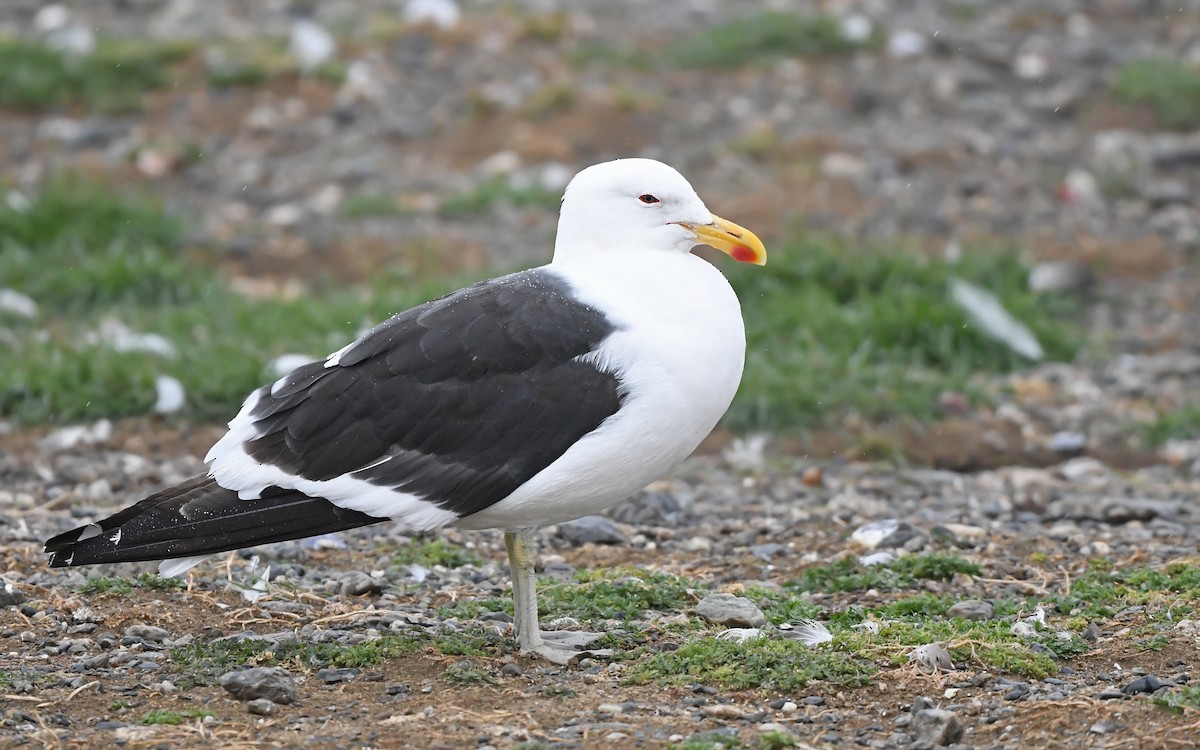 Kelp Gull (dominicanus) - ML618680188