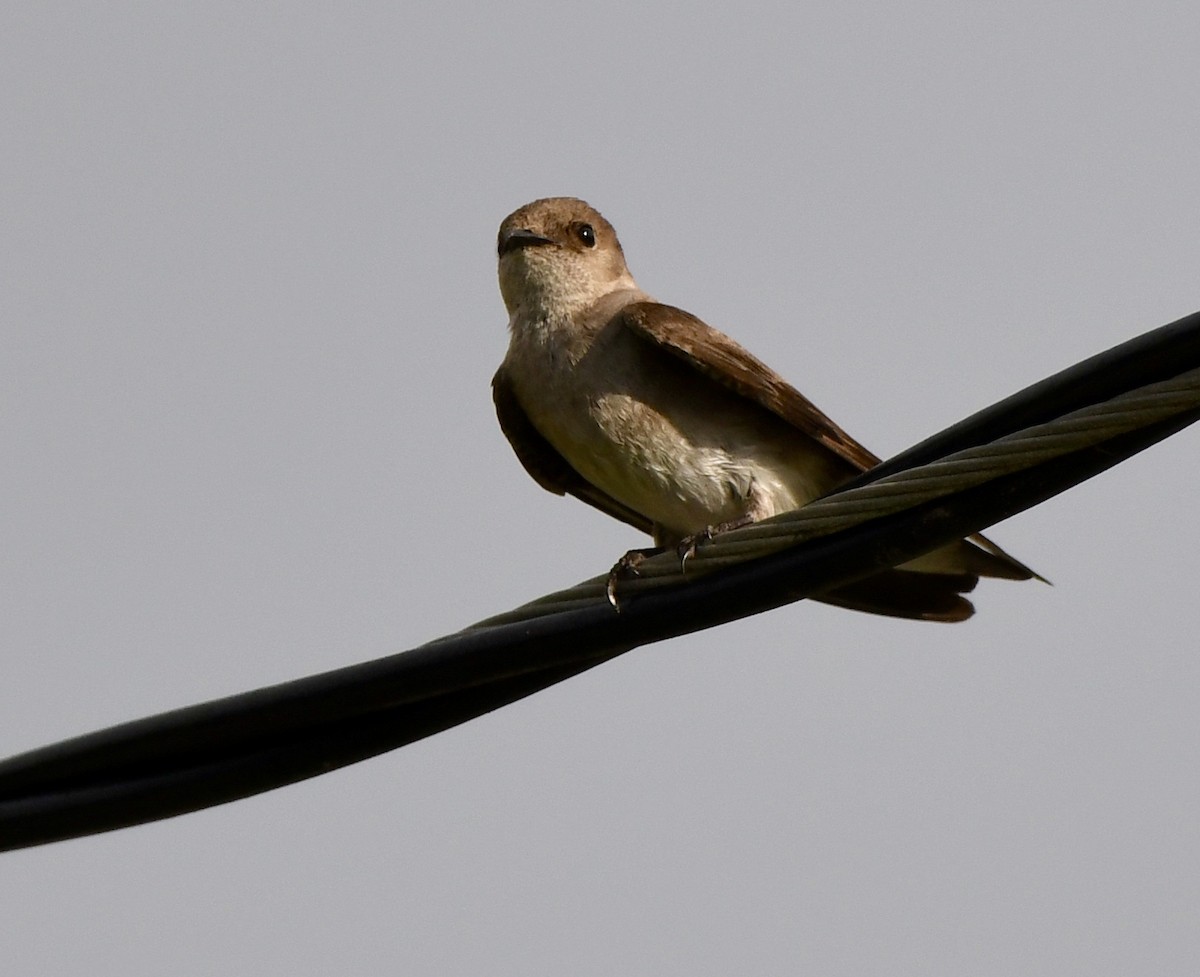 Northern Rough-winged Swallow - ML618680189