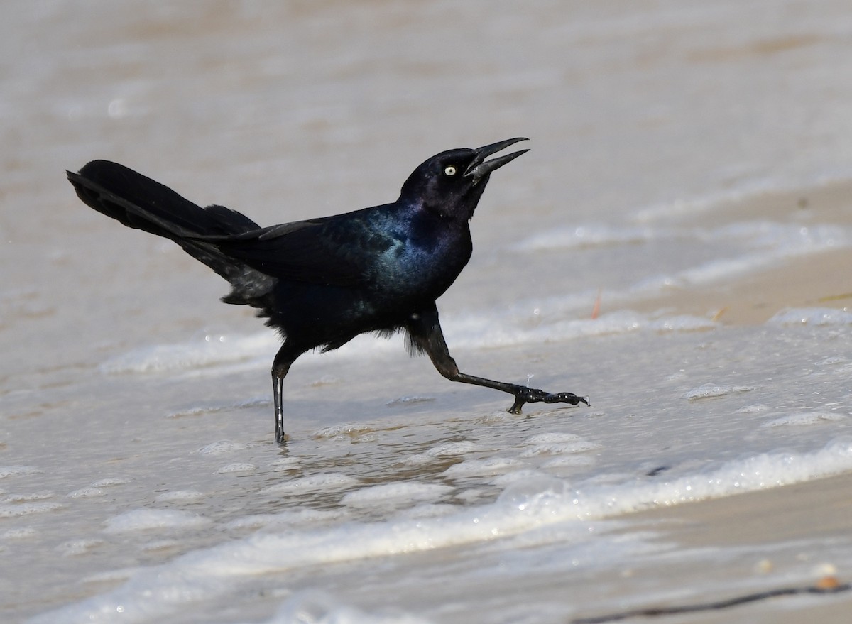 Boat-tailed Grackle - ML618680240