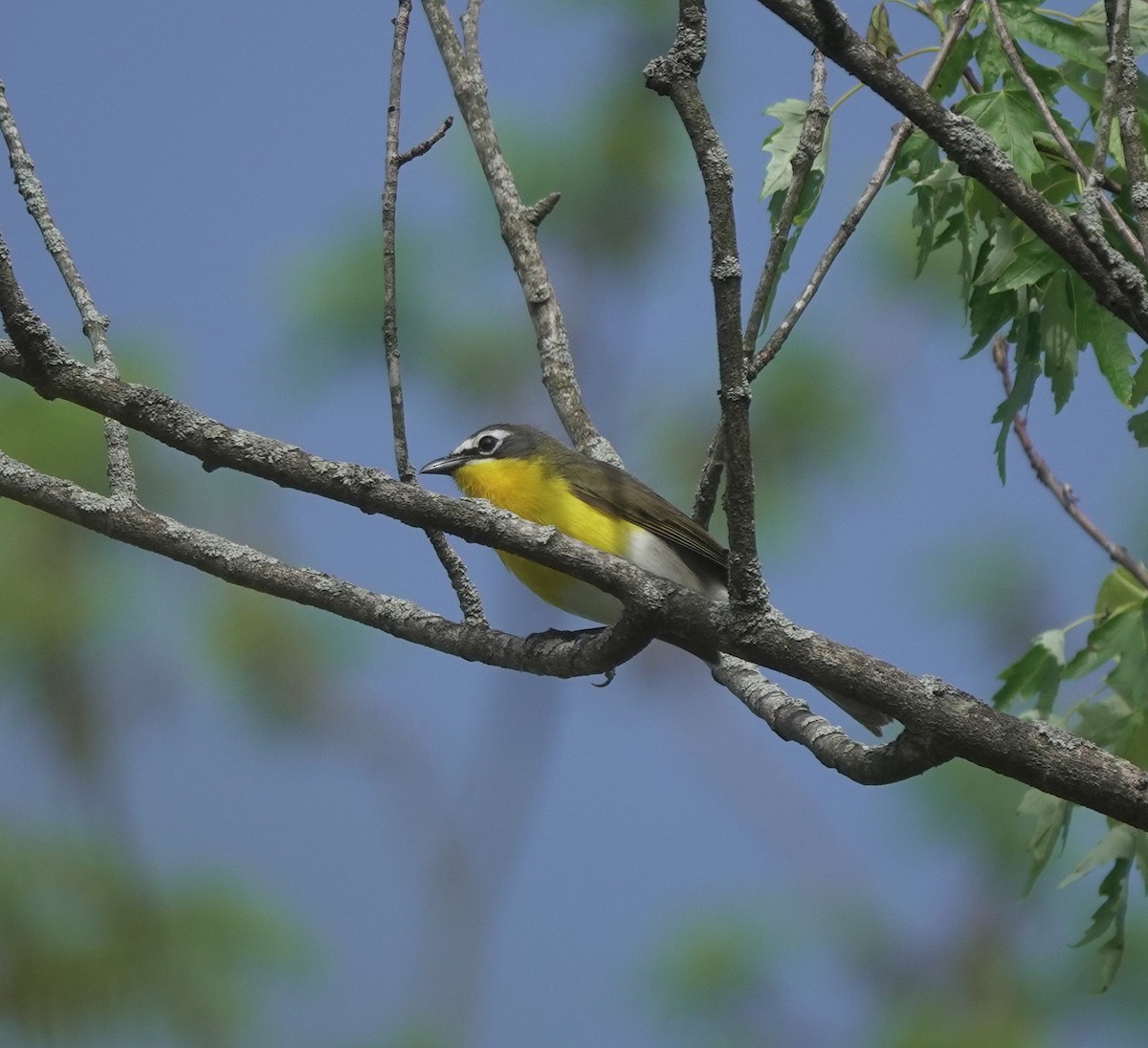 Yellow-breasted Chat - ML618680255