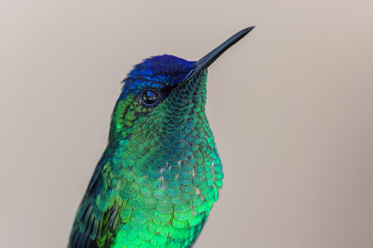 kolibřík fialovotemenný - ML618680289