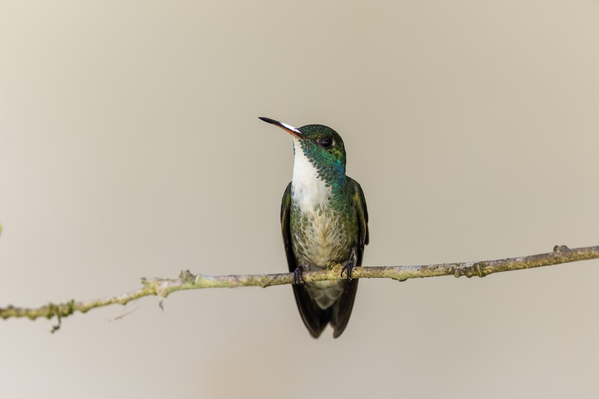 kolibřík pestrý [skupina versicolor] - ML618680297