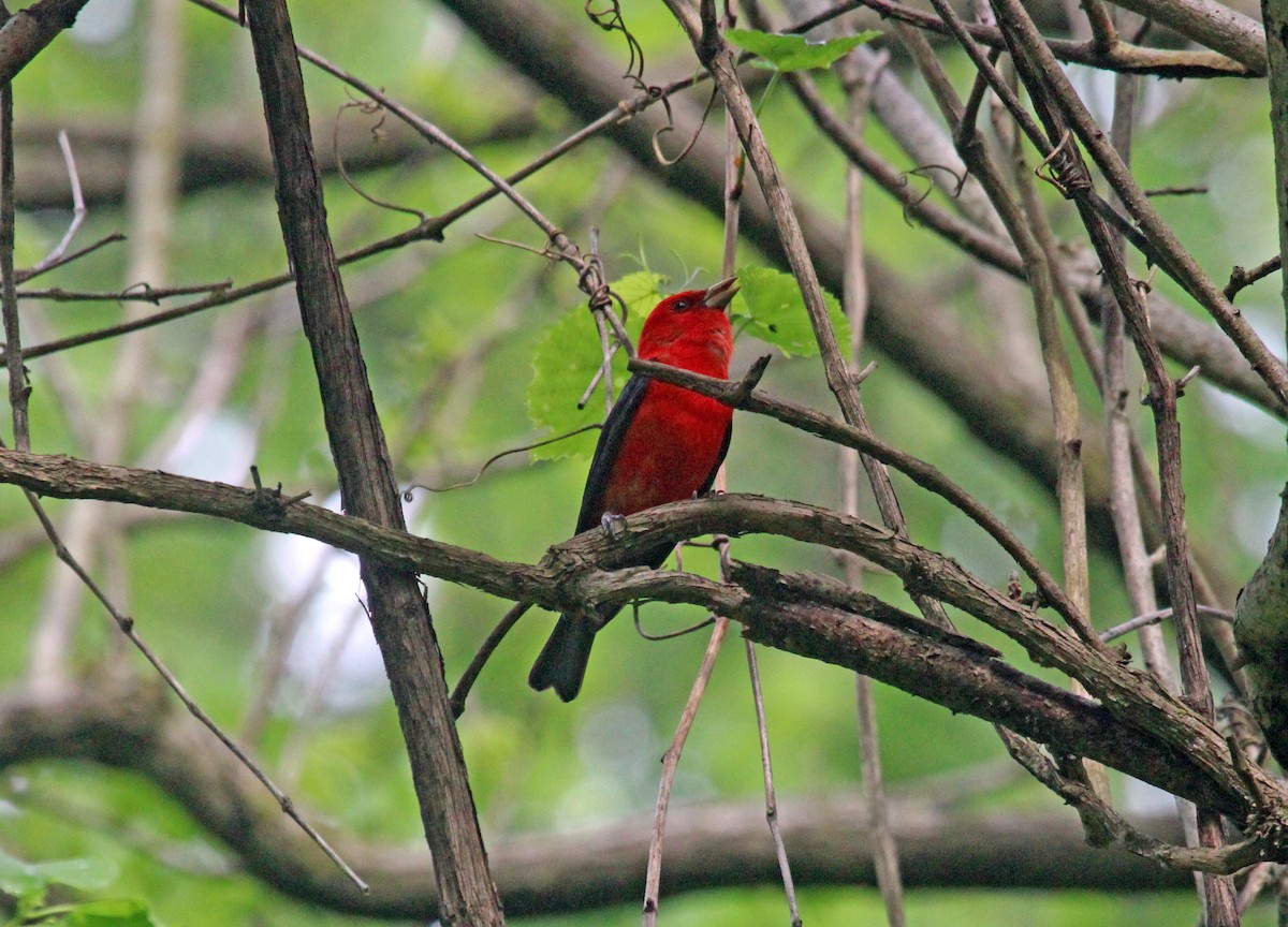Scarlet Tanager - ML618680298