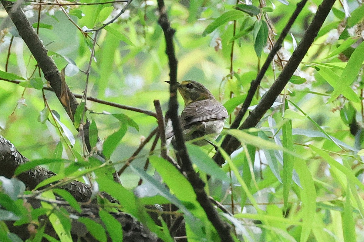 Cape May Warbler - ML618680311