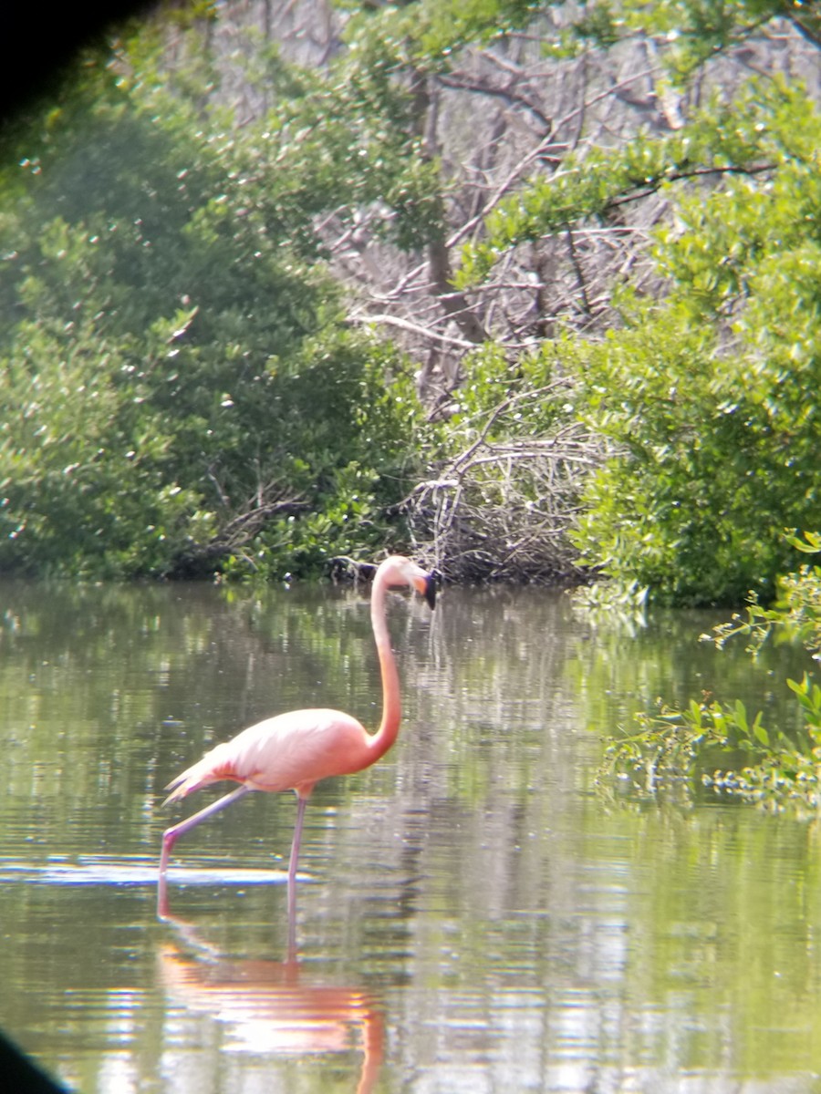 American Flamingo - Nerisbel Borrego