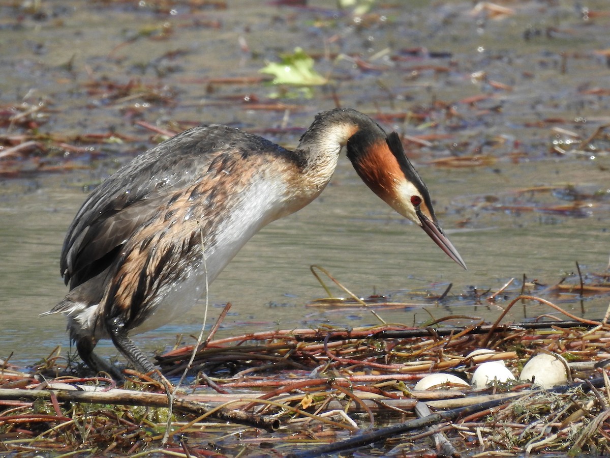 Great Crested Grebe - ML618680347