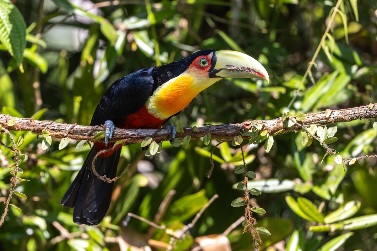 Red-breasted Toucan - ML618680348