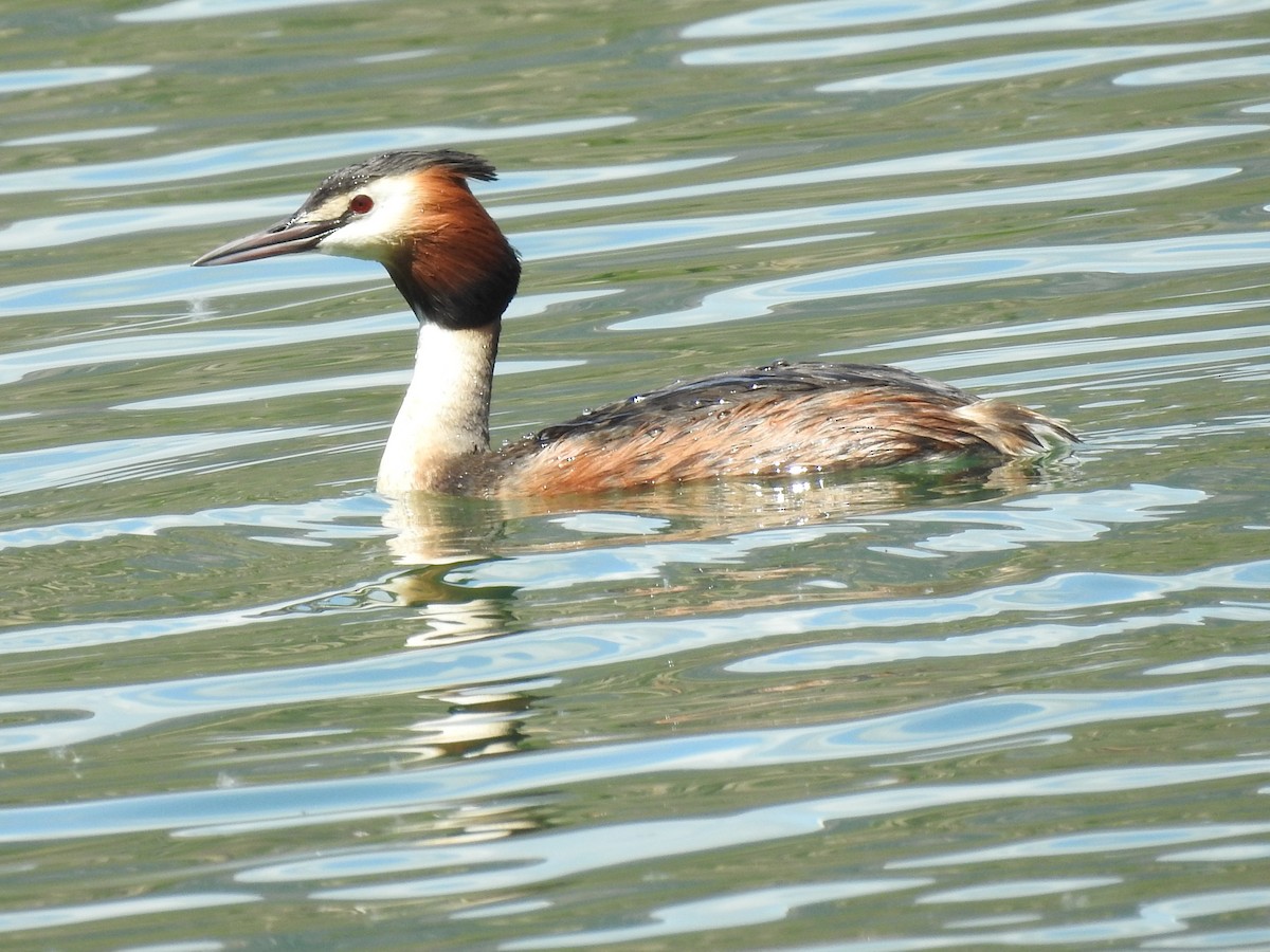 Great Crested Grebe - ML618680358