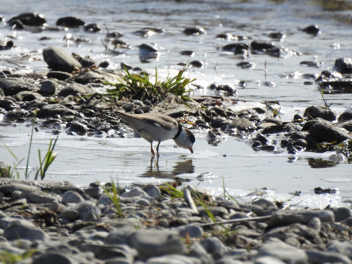 Semipalmated Plover - ML618680413