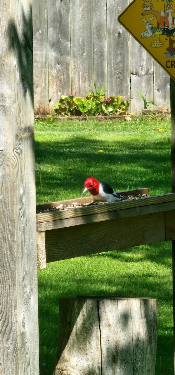 Red-headed Woodpecker - ML618680417