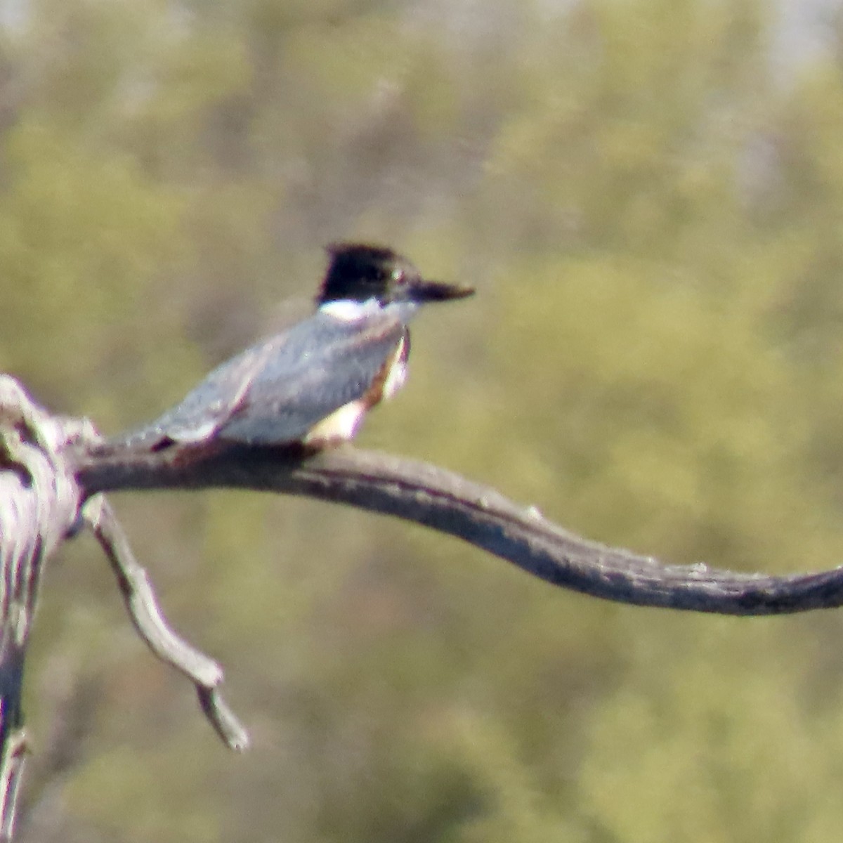 Belted Kingfisher - ML618680420