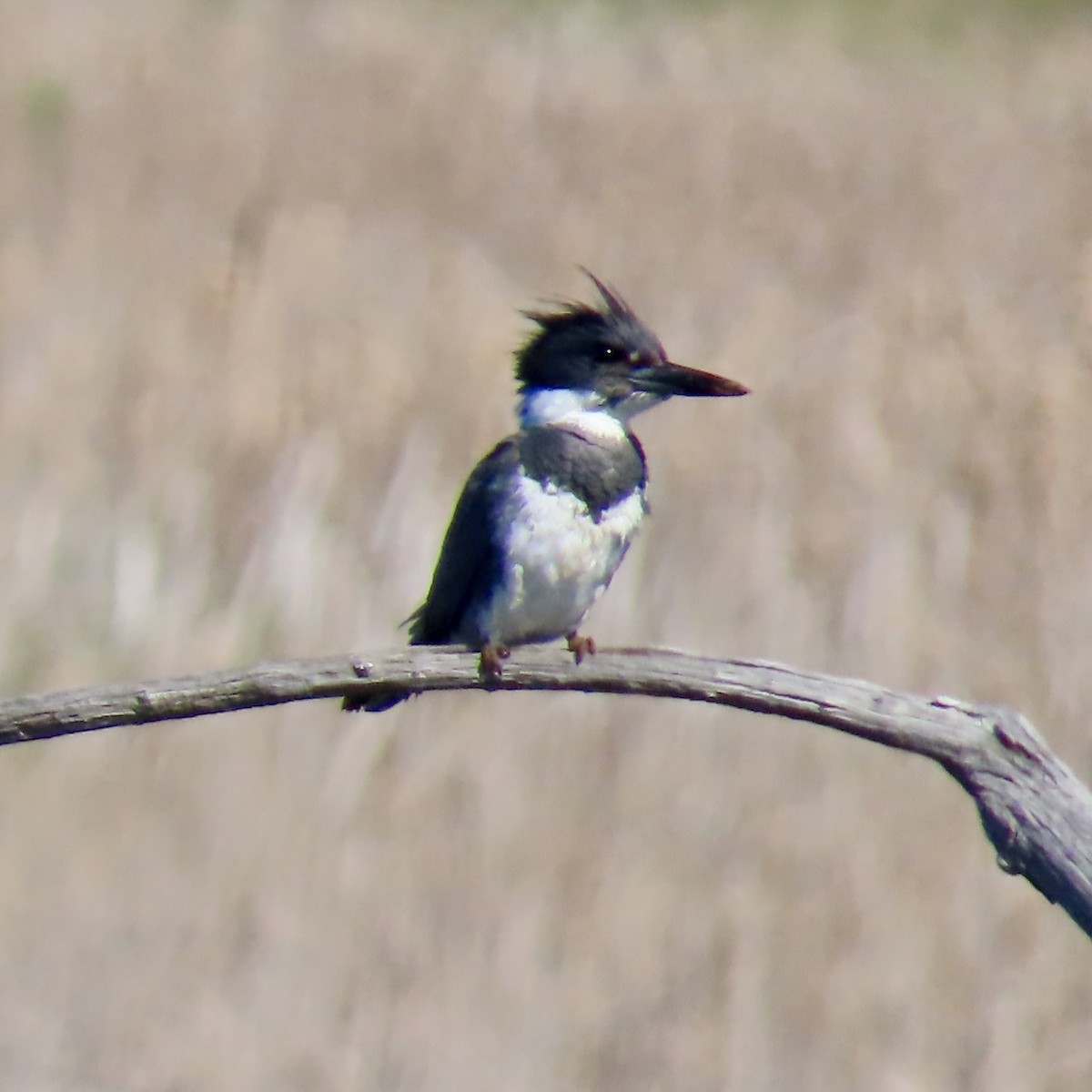 Belted Kingfisher - ML618680421