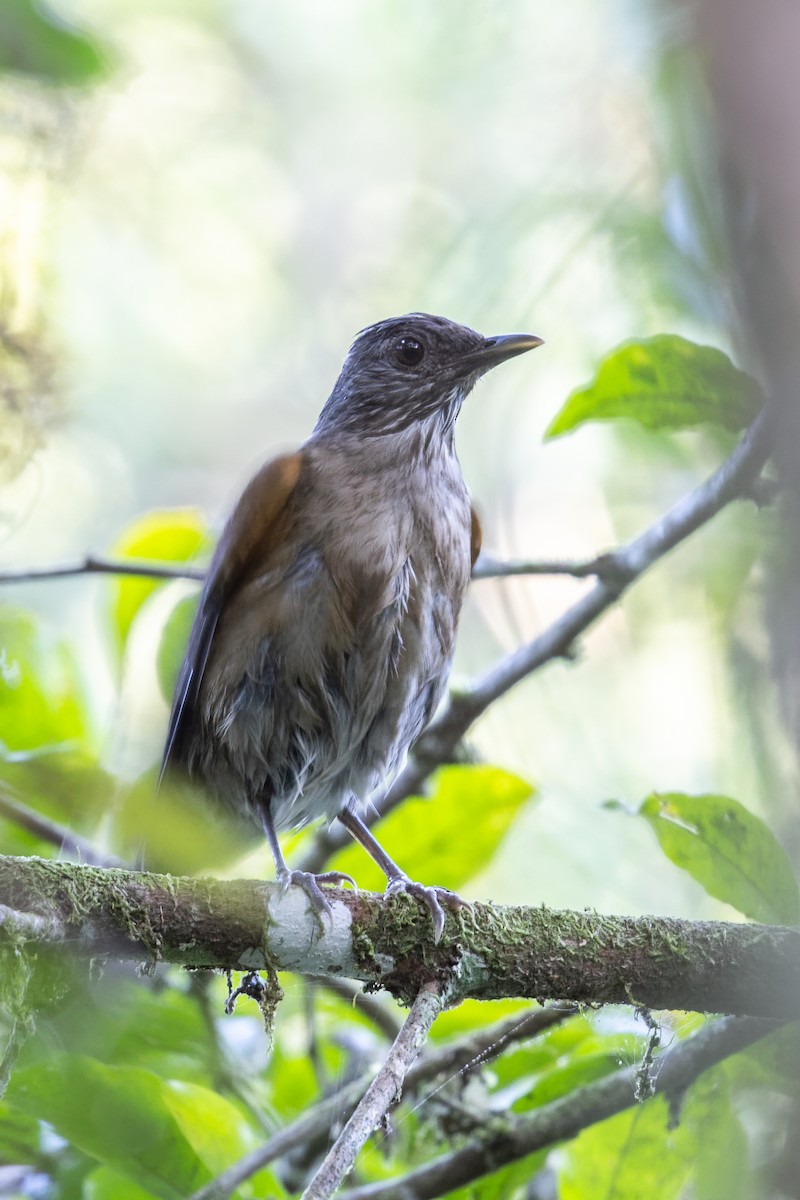 Pale-breasted Thrush - ML618680431