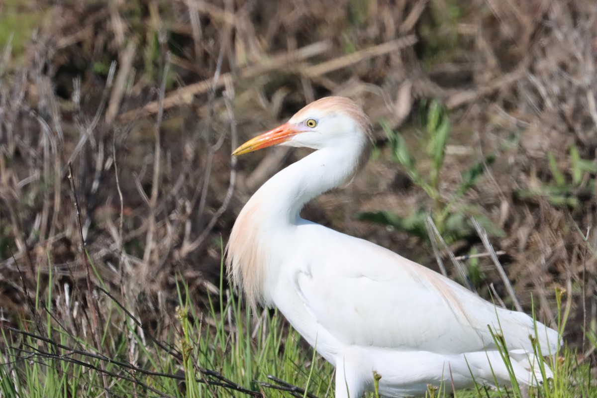 Western Cattle Egret - Vickie Bell