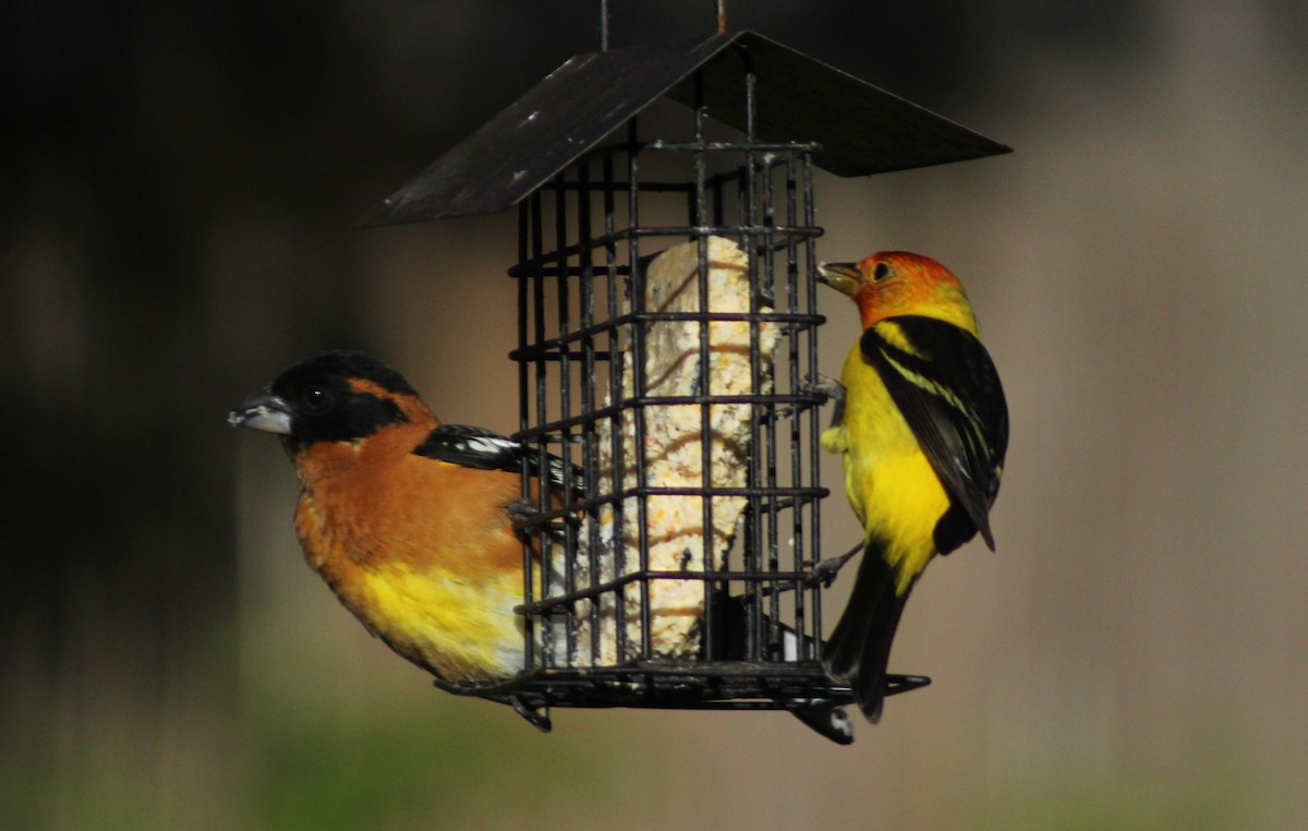 Western Tanager - ML618680470