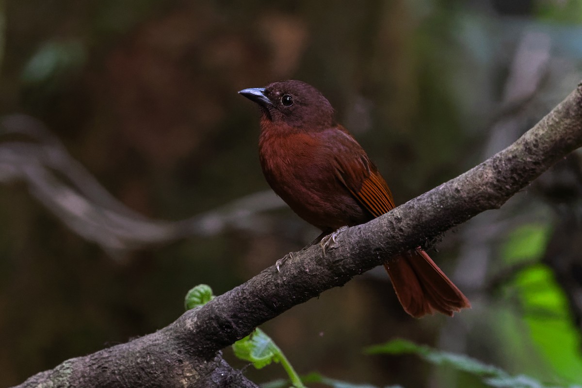 Red-crowned Ant-Tanager - ML618680490