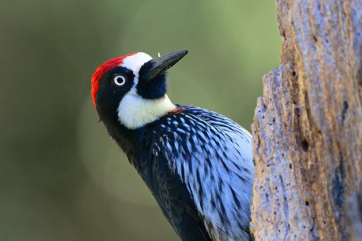 Acorn Woodpecker - ML618680525