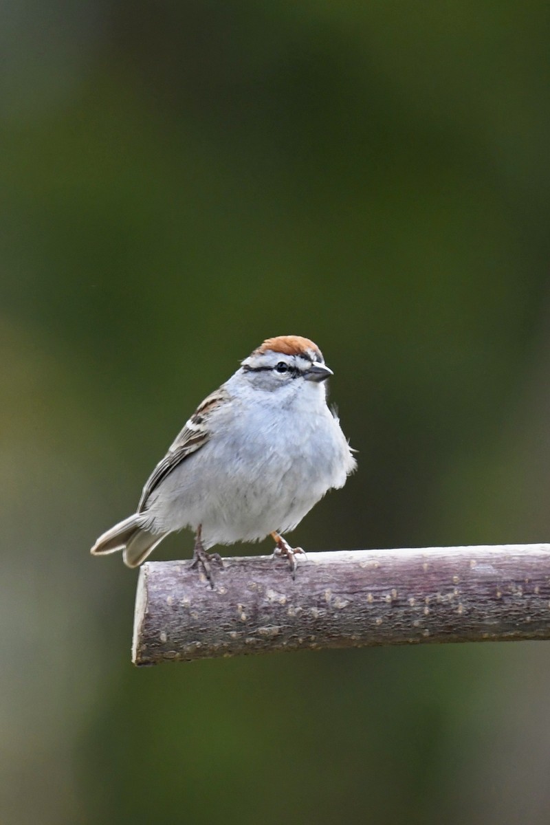 Chipping Sparrow - ML618680527