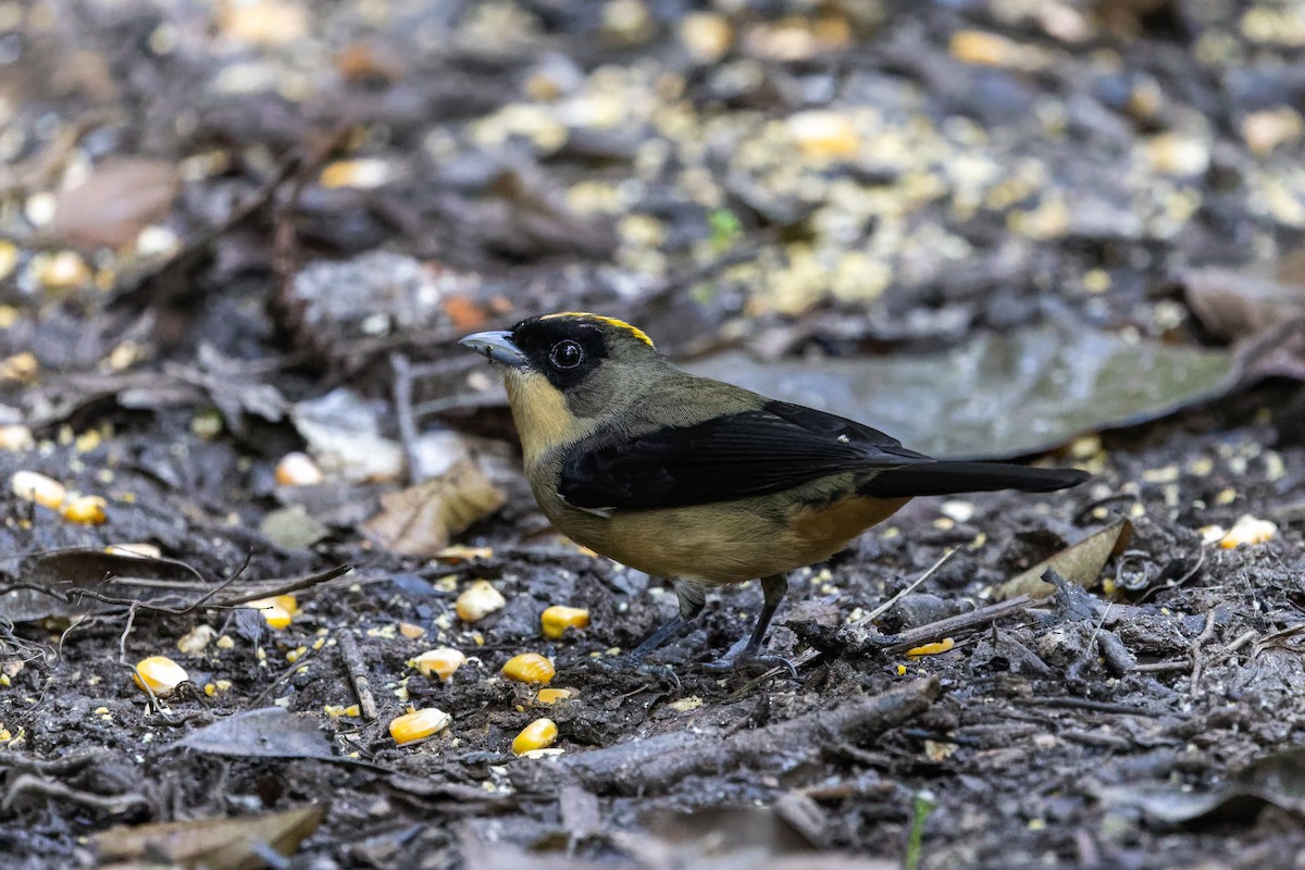 Black-goggled Tanager - ML618680528