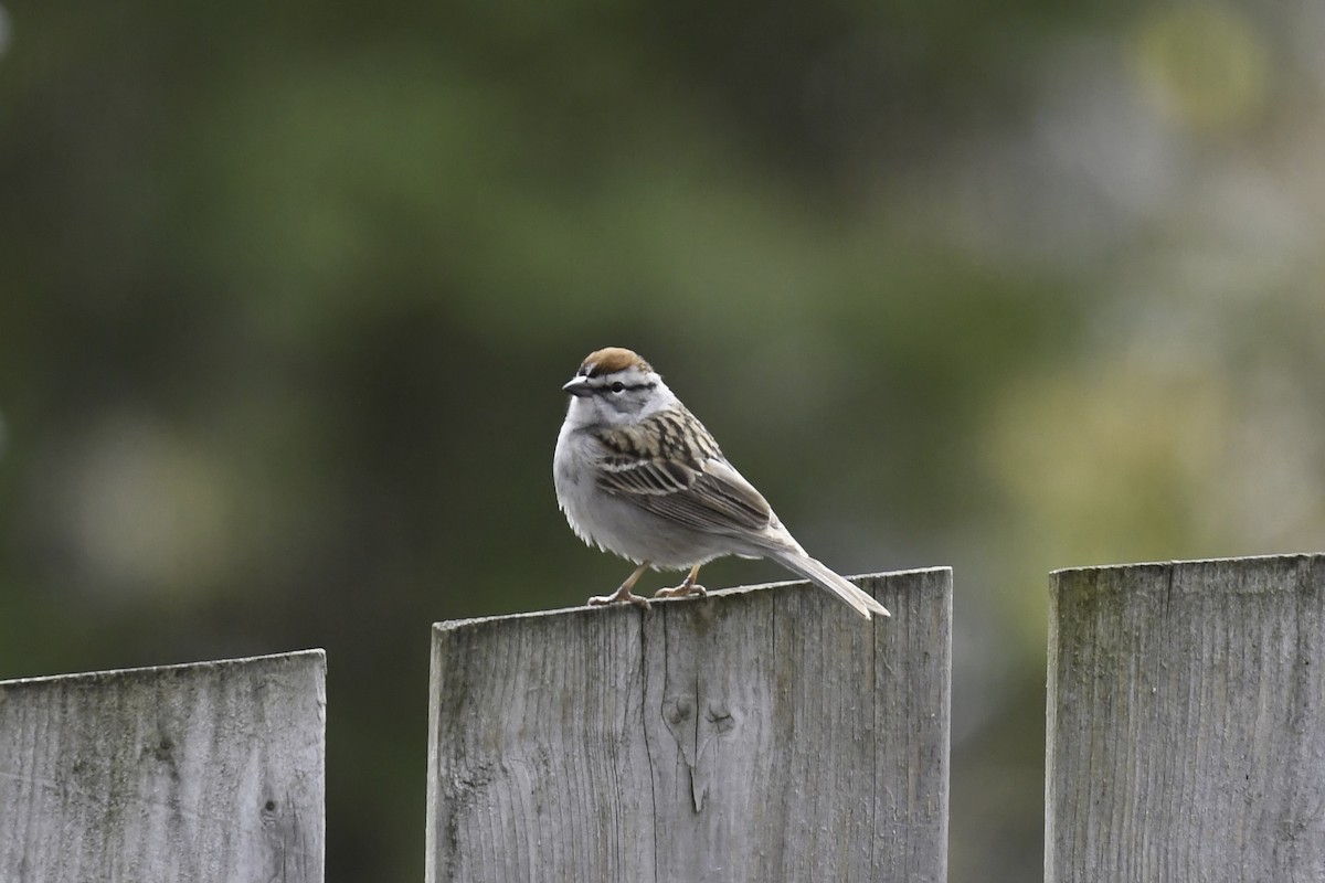 Chipping Sparrow - ML618680562