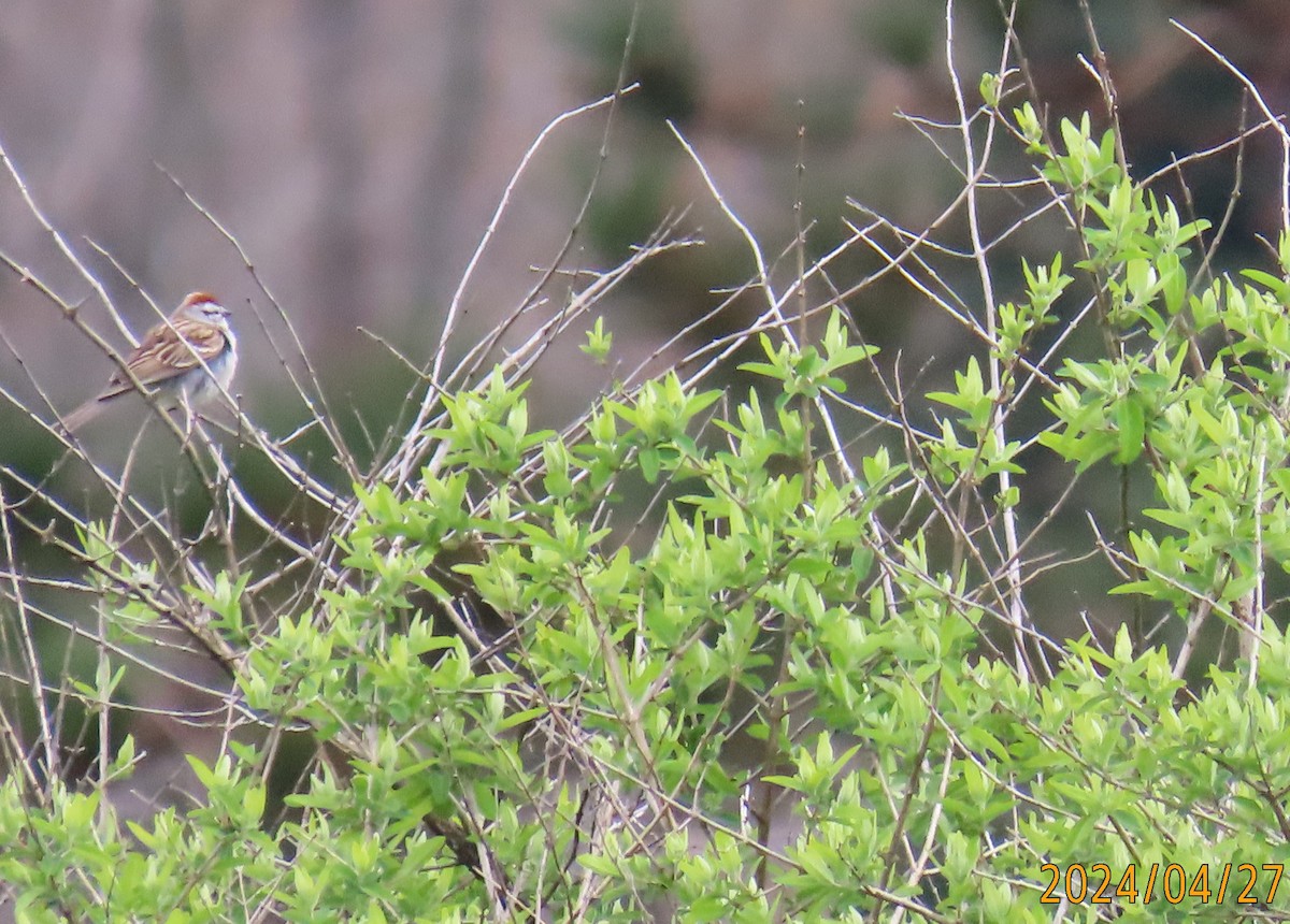 Chipping Sparrow - ML618680564
