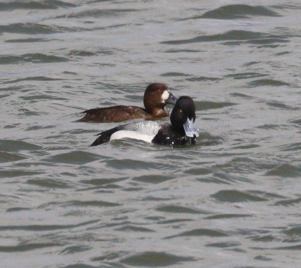 Greater Scaup - ML618680577