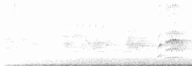 Дрізд-короткодзьоб Cвенсона - ML618680603