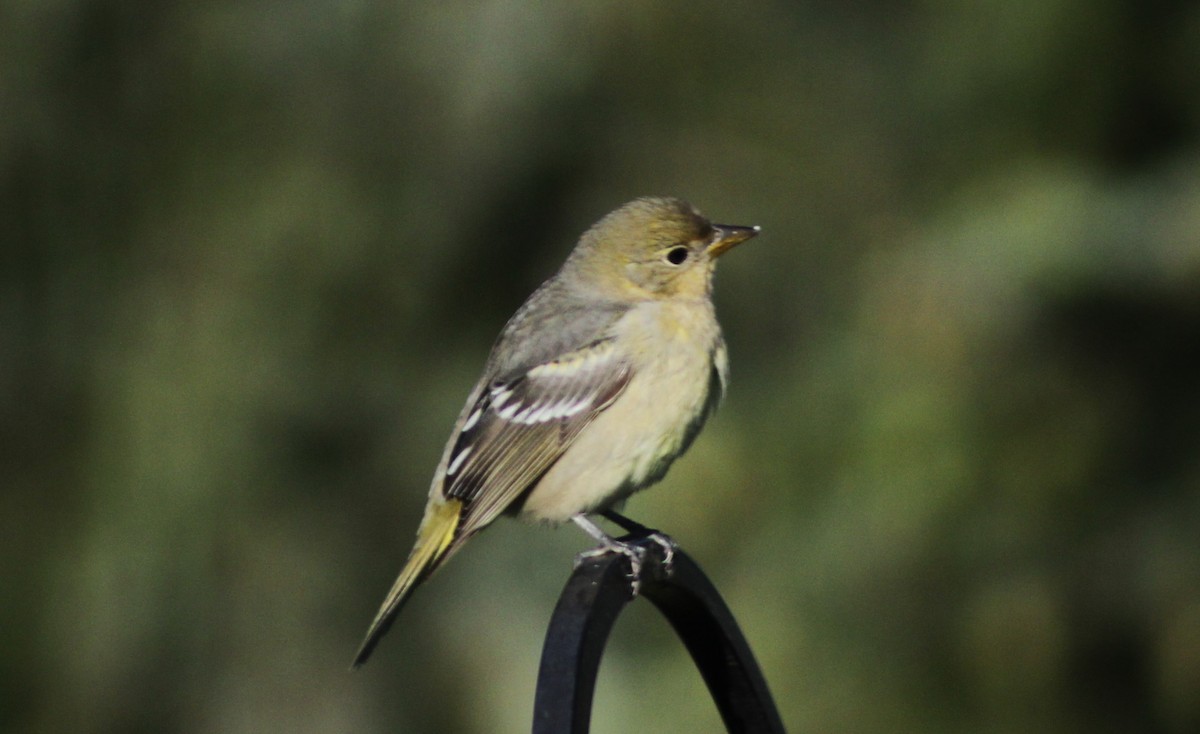 Western Tanager - ML618680632