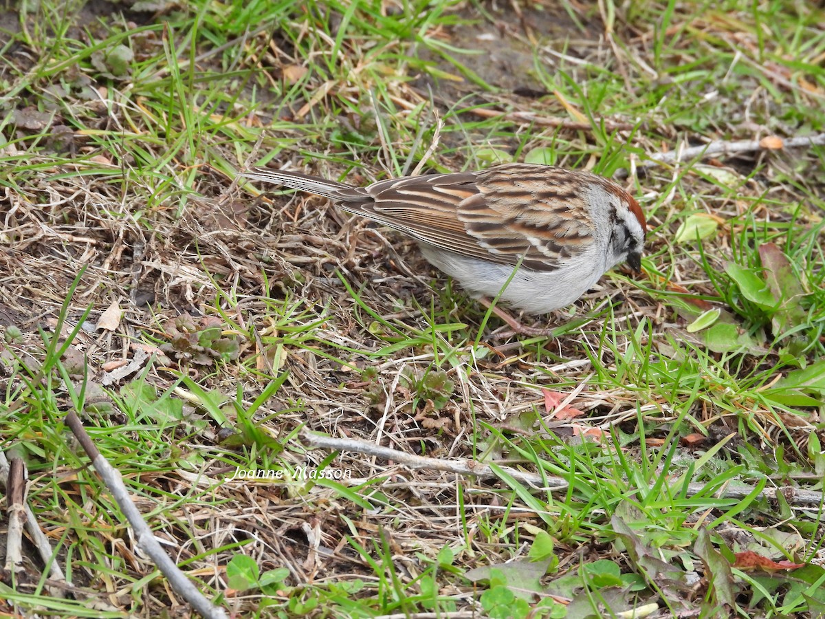 Chipping Sparrow - Joanne Masson